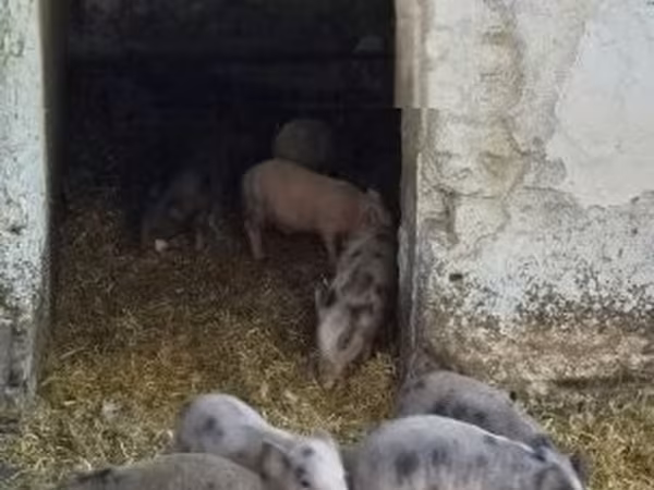 Świnie (partia, płeć nieokreślona), 