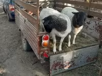 Schaf, Dorper sheep — Foto 2