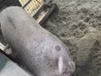 Eber, Schweine — Foto 3
