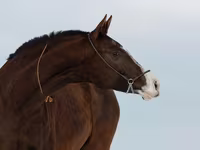 Kobila, Akhal-Teke — fotografija 3