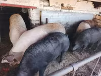 猪（批次，未指定性别）, Pigs — 照片 4