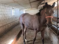 Kobila, Thoroughbred horse — fotografija 4