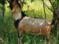 تيس, Nubian Goat — الصورة 2