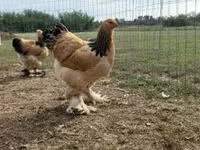 Brahma — fotografija 7