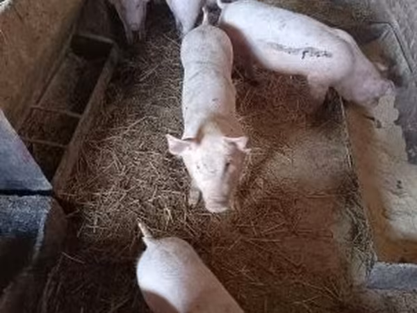 Verrat, Porcs — Hongrie