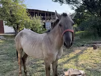 Koń, Tiger horse — zdjęcie 4