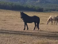 Pastuv, New Altai Horse — fotografija 1