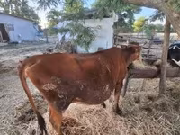 母牛, Limousin cow — 照片 3