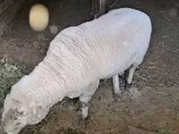 Ovan, Merino sheep — fotografija 2