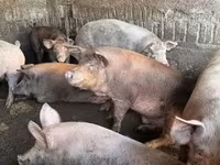 Cerdos (lote, sexo no especificado), Cerdos — foto 3