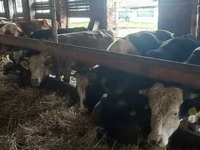 Bik, Simmental cattle — fotografija 2