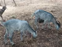 Ziege, Nubian Goat — Foto 5