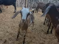 Ziege, Nubian Goat — Foto 4