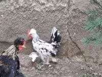 Chickens — fotografija 5