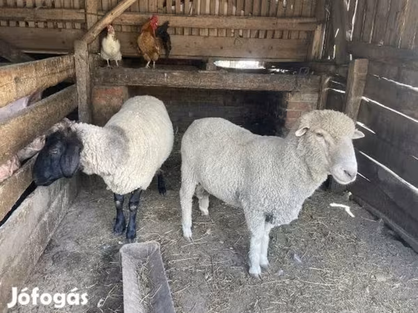 Widder, Merino sheep