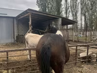Cheval, Chevaux — photo 1