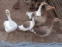 Geese — الصورة 6