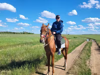 Pastuv, Thoroughbred horse — fotografija 3