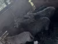 Carneiro, Merino sheep — foto 2