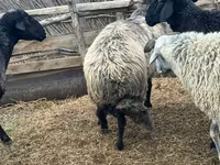 Ovan, Karakul sheep — fotografija 2