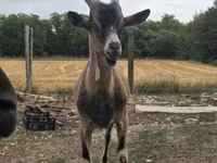 تيس, Alpine goat — الصورة 2
