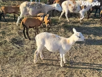 Carnero, Cameroon sheep — foto 4