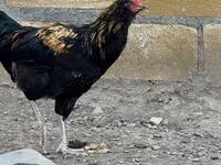 Ameraucana — photo 2