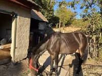 雌馬, Friesian — 写真 2
