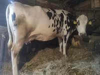 Kuh, Russian Black pied cattle — Foto 3