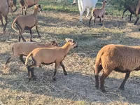 Қошқар, Cameroon sheep — 1-сурет