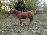 Caballo, Caballos — foto 4