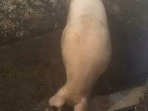 Eber, Schweine