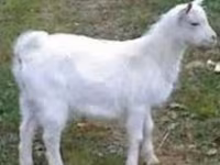 Jarac, Saanen goat — fotografija 1