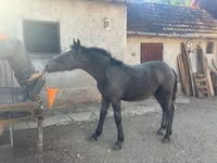 Koń, Konie — zdjęcie 2