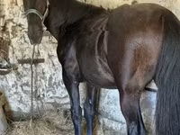 Égua, Cavalos — foto 3