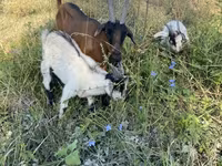 बकरी, Czech Brown Shorthaired goats — फ़ोटो 1