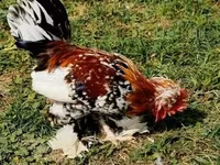 Chickens — photo 1
