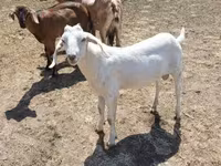 公山羊, Goats — 照片 2