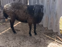 Ram, Karakul sheep — photo 1