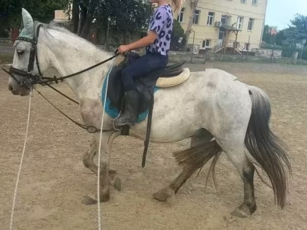 Кінь, Коні