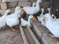 Nemački pekin — fotografija 3