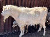Jarac, Saanen goat — fotografija 2