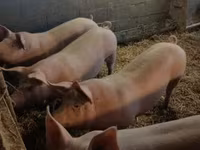 Verro, Cerdos — foto 1