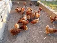 Chickens — Foto 2
