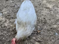 Chickens — fotografija 2