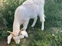 Коза, Boer goat — фото 4