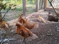 Chickens — 照片 2