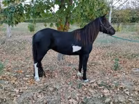 母马, Horses — 照片 3