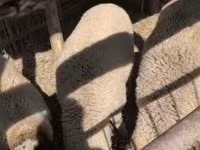 公羊, Sheep — 照片 1