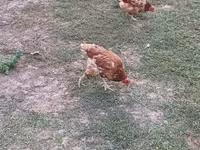 Chickens — الصورة 6